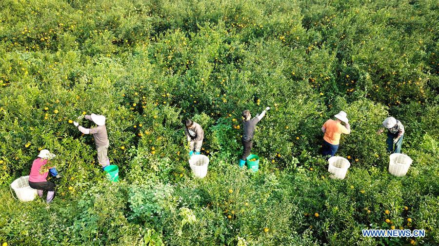 CHINA-GUANGDONG-JIANGMEN-TANGERINE-HARVEST(CN)