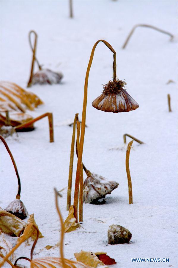 #CHINA-GANSU-ZHANGYE-WITHERED LOTUS-SNOW (CN)