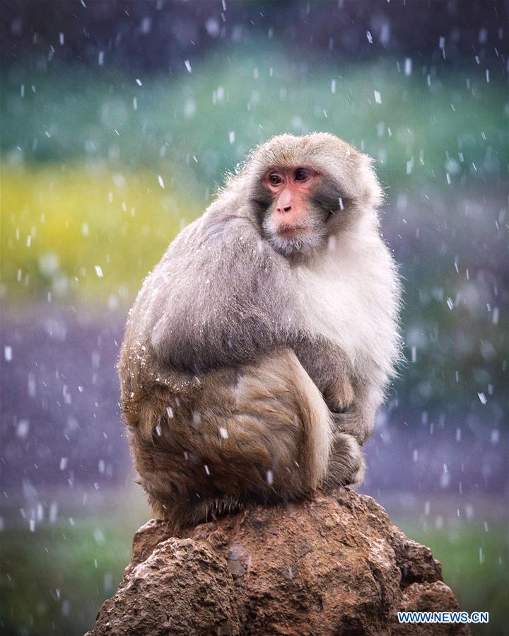 #CHINA-NANJING-MACAQUE-SNOW (CN)