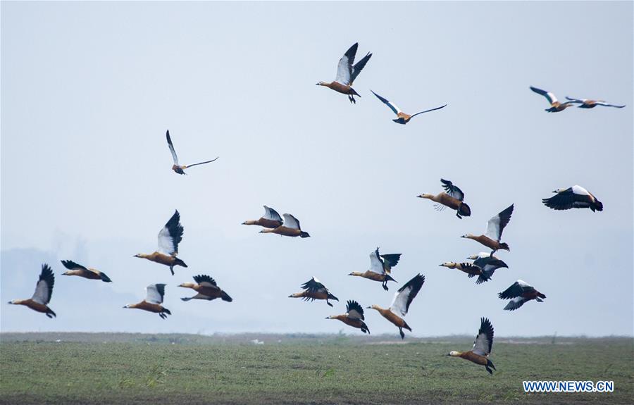 #CHINA-JIANGXI-POYANG LAKE-MIGRANT BIRDS (CN) 