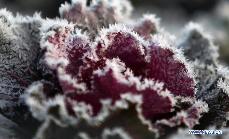 #CHINA-JIANGSU-FROSTED PLANTS(CN)