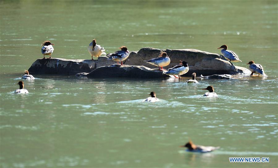 CHINA-JIANGXI-LONGHU MOUNTAIN-CHINESE MERGANSERS (CN)