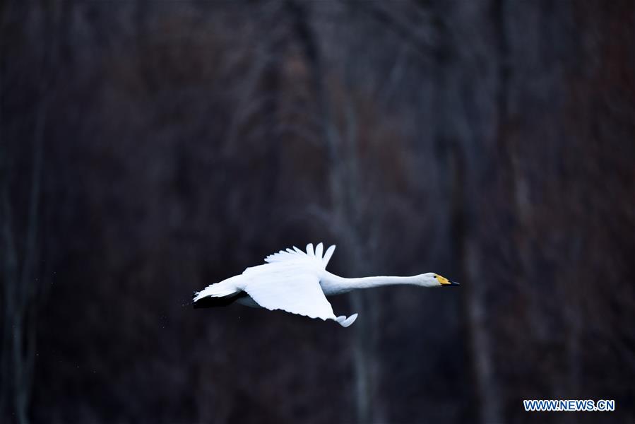 XINHUA PHOTOS OF THE DAY