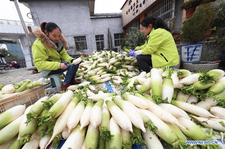 #CHINA-GUIZHOU-WHITE RADISH-PLANTING (CN)