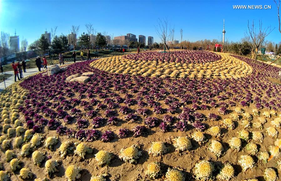 CHINA-BEIJING-WINTER-PARK-ORNAMENTAL KALE (CN)