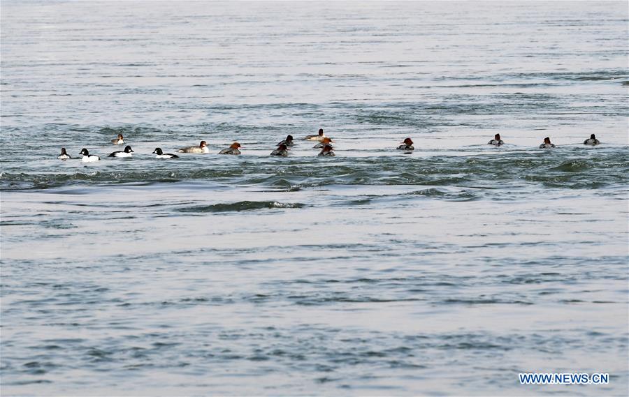 CHINA-GANSU-LANZHOU-WATERFOWL (CN)