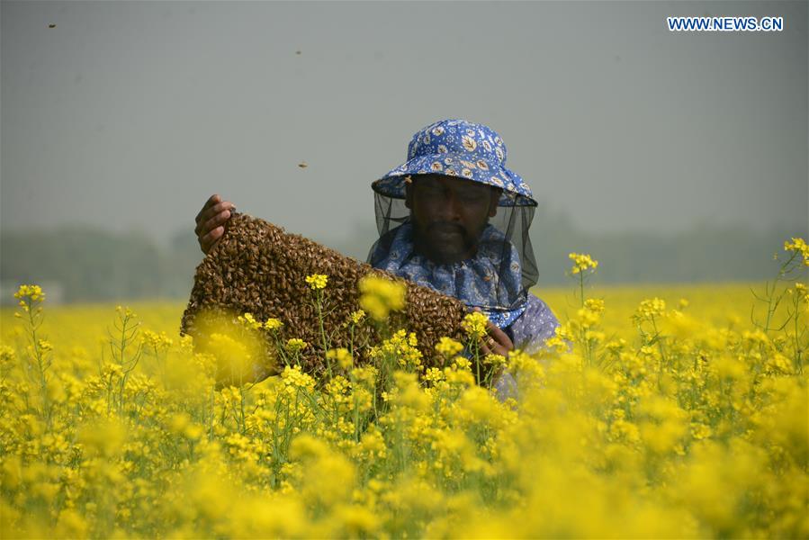 BANGLADESH-DHAKA-HONEY-BEE-FARMING