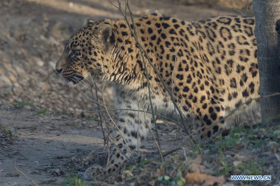 HUNGARY-BUDAPEST-ZOO-ANIMAL CENSUS