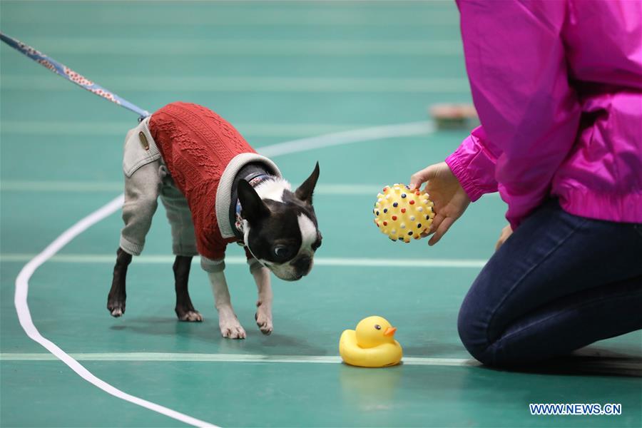 JAPAN-YOKOHAMA-PET-EXHIBITION