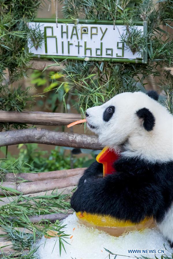 MALAYSIA-KUALA LUMPUR-GIANT PANDA BABY-BIRTHDAY