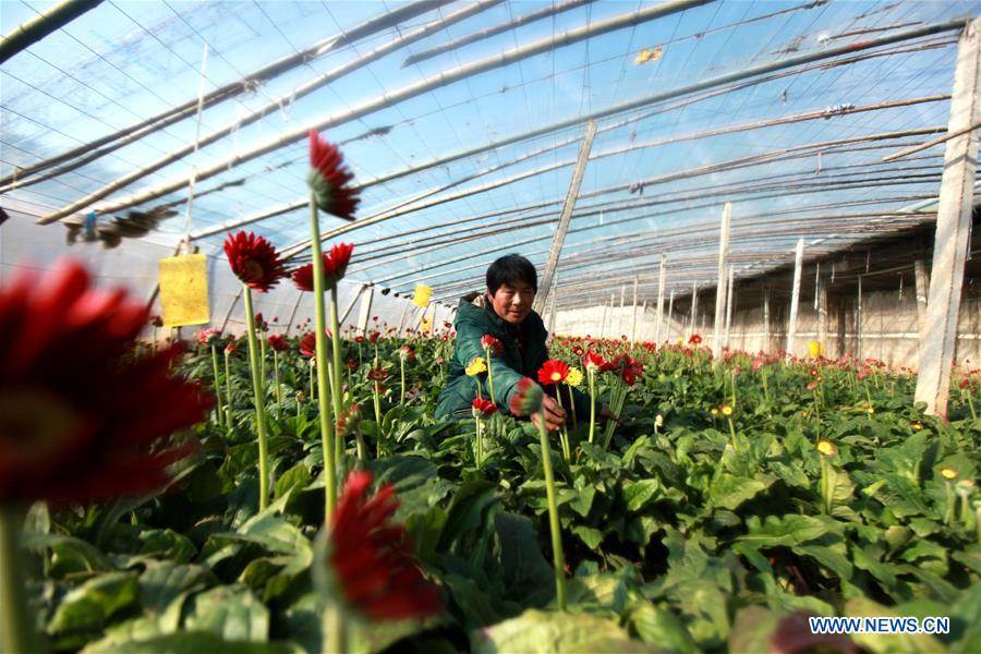 CHINA-FLOWER-SPRING FESTIVAL-PREPARATION (CN)