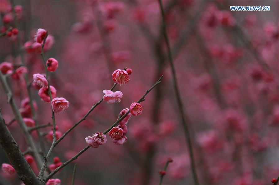 # CHINA-DAHAN-SOLAR TERM-WINTER BLOSSOMS (CN)