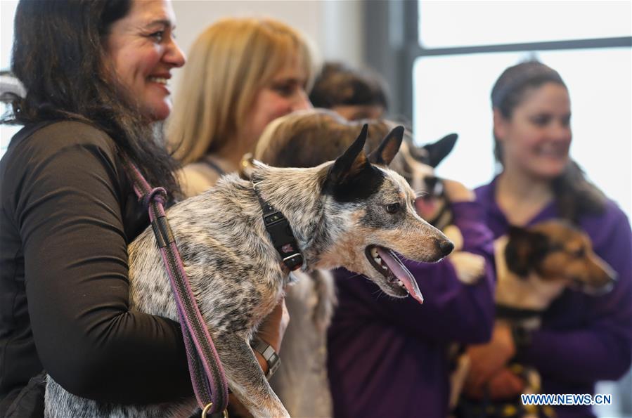 U.S.-NEW YORK-DOG SHOW-PRESS PREVIEW