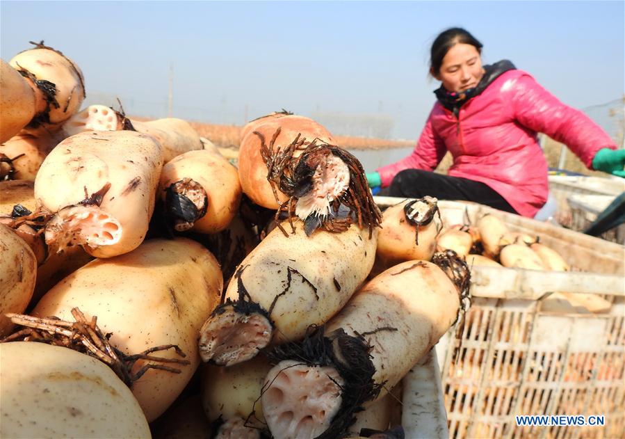 #CHINA-JIANGSU-LIANYUNGANG-LOTUS ROOT-HARVEST (CN)