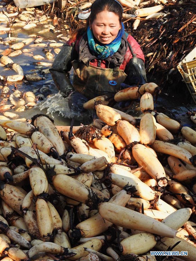 #CHINA-JIANGSU-LIANYUNGANG-LOTUS ROOT-HARVEST (CN)