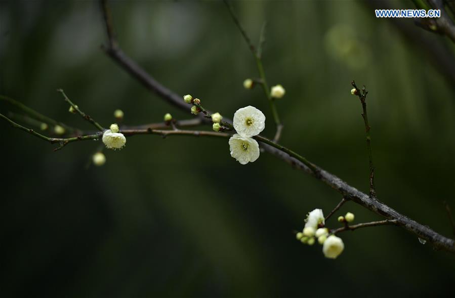 #CHINA-HUBEI-PLUM FLOWERS (CN)