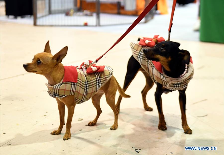 PORTUGAL-LISBON-PET SHOW