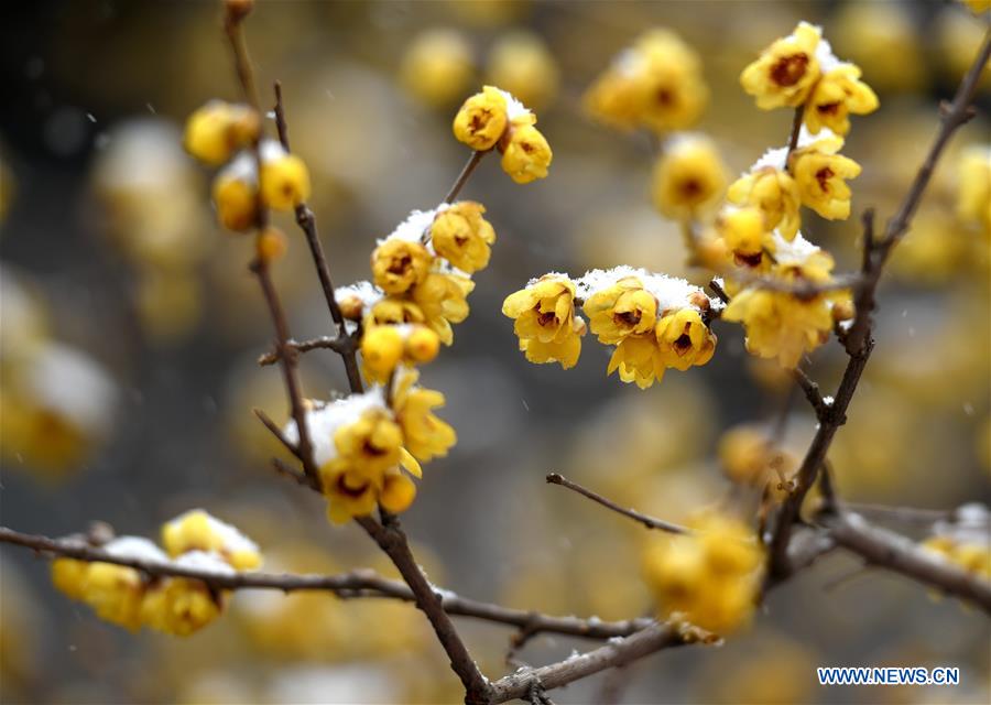 #CHINA-SHIJIAZHUANG-SNOW (CN)