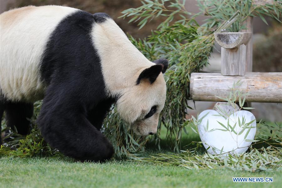 JAPAN-WAKAYAMA-PANDA-VALENTINE'S DAY