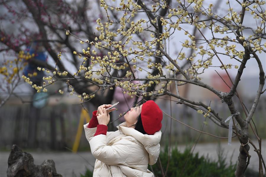 CHINA-HEFEI-PLUM BLOSSOM (CN)