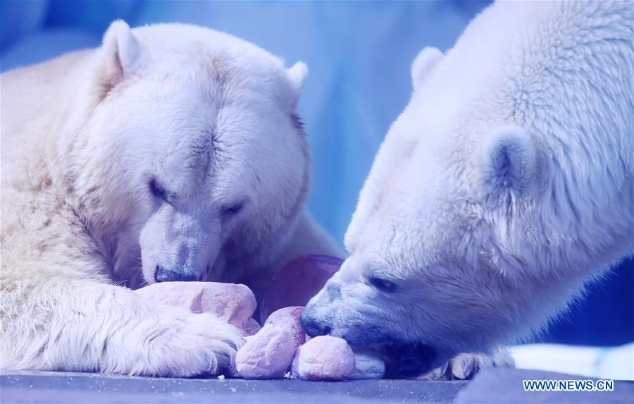 CHINA-SHANGHAI-LANTERN FESTIVAL-POLAR BEAR(CN)