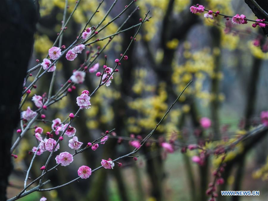 CHINA-ZHEJIANG-CHANGXING-PLUM BLOSSOM (CN)