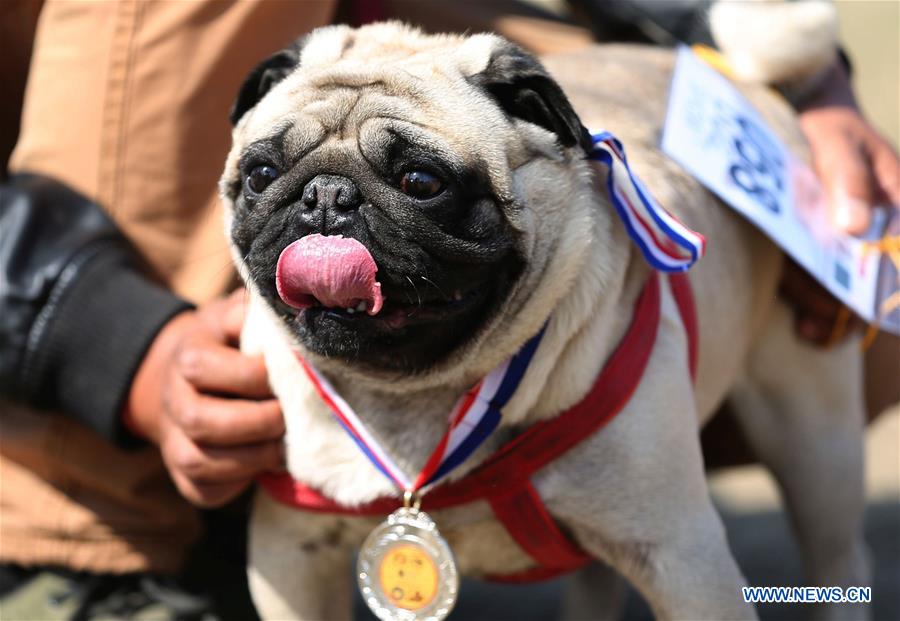 NEPAL-KATHMANDU-DOG SHOW