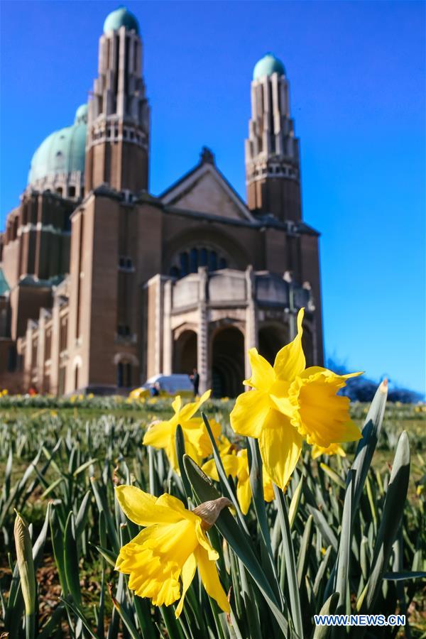 BELGIUM-BRUSSELS-NARCISSUS-BLOOM