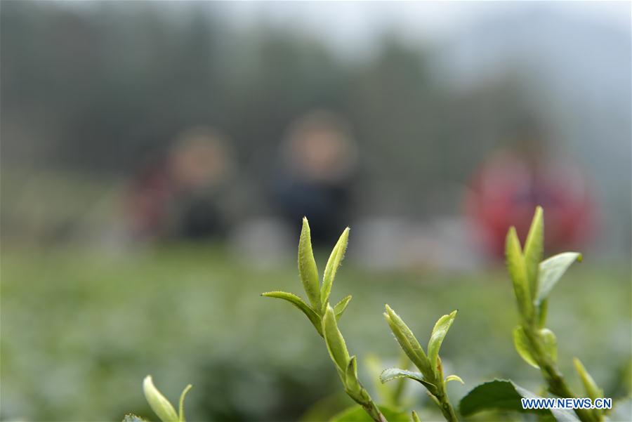 #CHINA-SPRING-FARMING (CN)