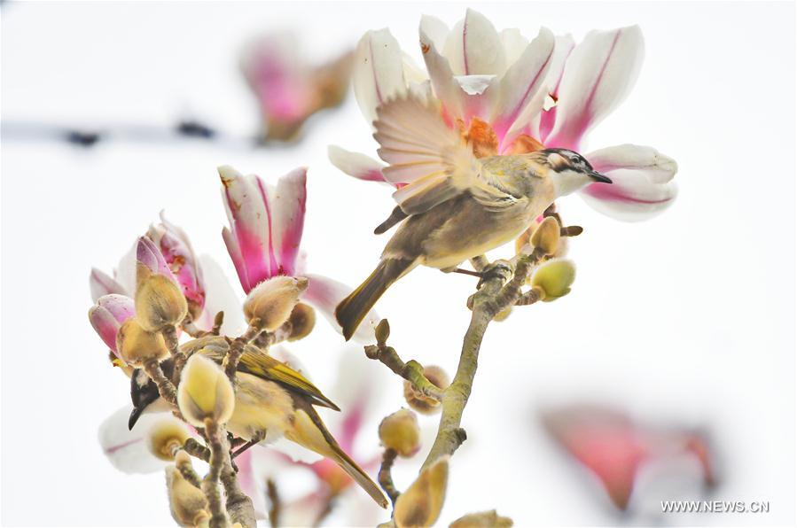 #CHINA-SPRING-SCENERY-BIRDS AND FLOWERS (CN)