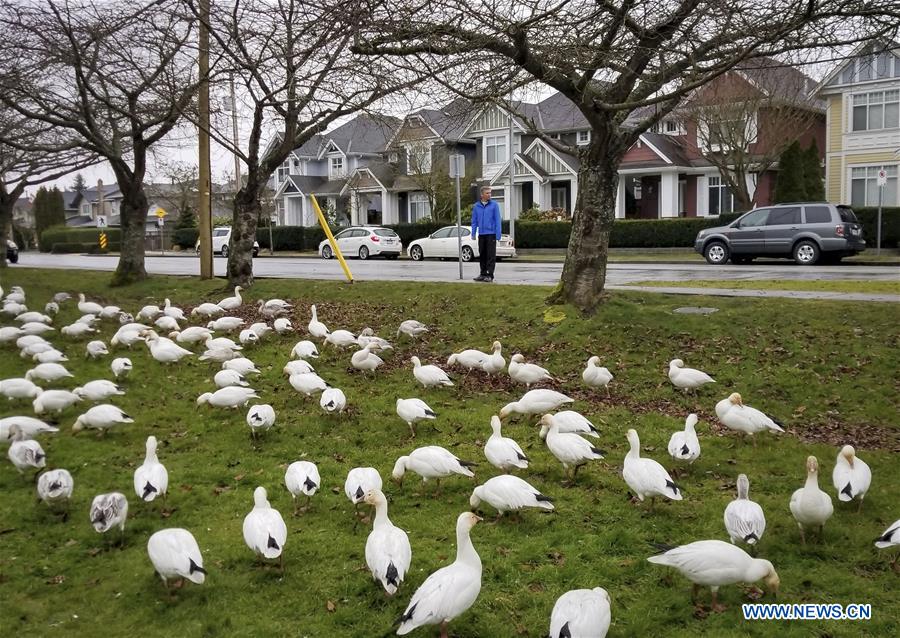 CANADA-VANCOUVER-SNOW GEESE