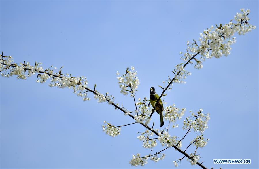 #CHINA-SPRING-BIRD (CN)