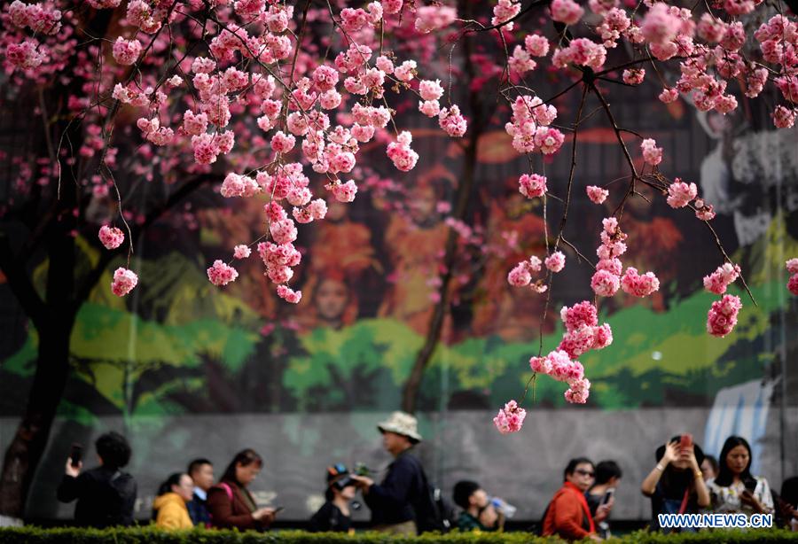 CHINA-YUNNAN-KUNMING-CHERRY BLOSSOM (CN)