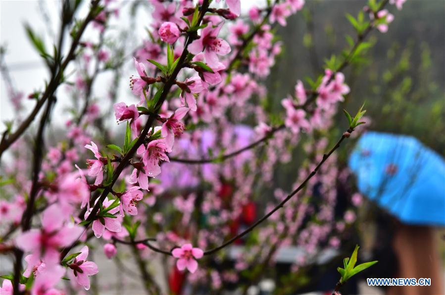 # CHINA-SPRING-SCENERY (CN)