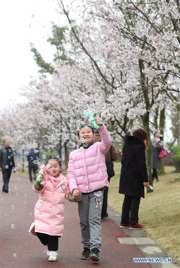 CHINA-MEISHAN-CHERRY BLOSSOMS (CN)