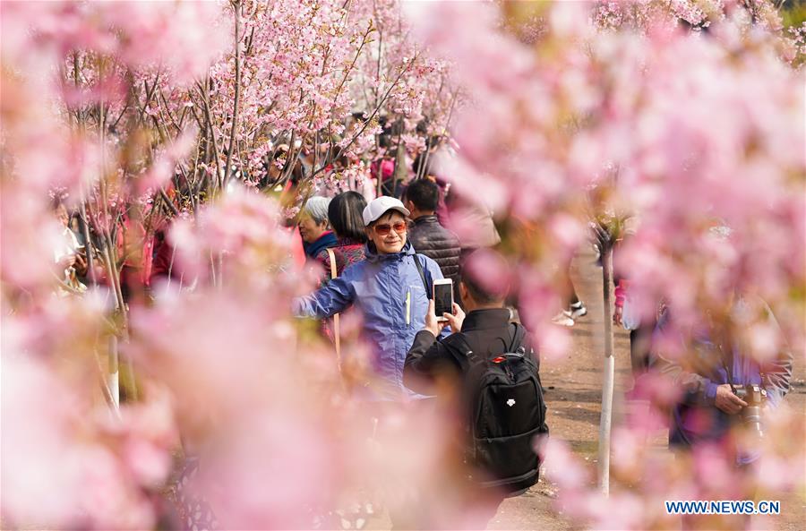 CHINA-BEIJING-YUYUANTAN PARK-CHERRY BLOSSOM (CN)