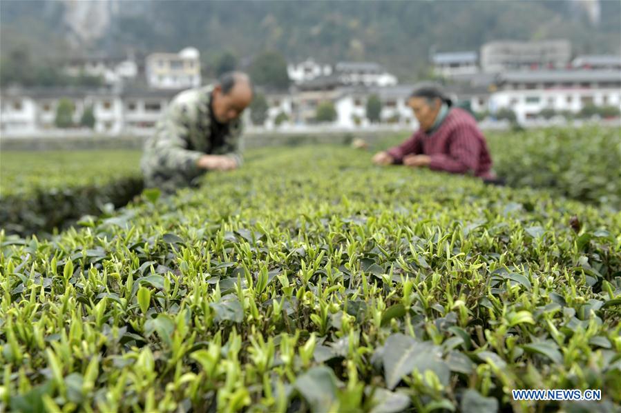 #CHINA-TEA-HARVESTING (CN)