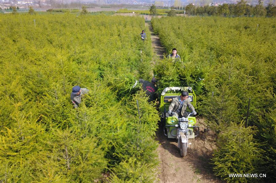 CHINA-GANSU-HUIXIAN-POVERTY ALLEVIATION-TREE NURSERY (CN)