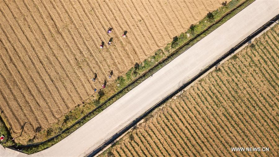 CHINA-CHUNFEN-FARM WORK(CN)