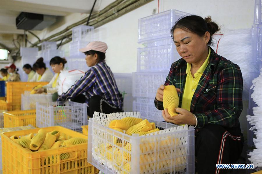 CHINA-SANYA-MANGO INDUSTRY(CN)