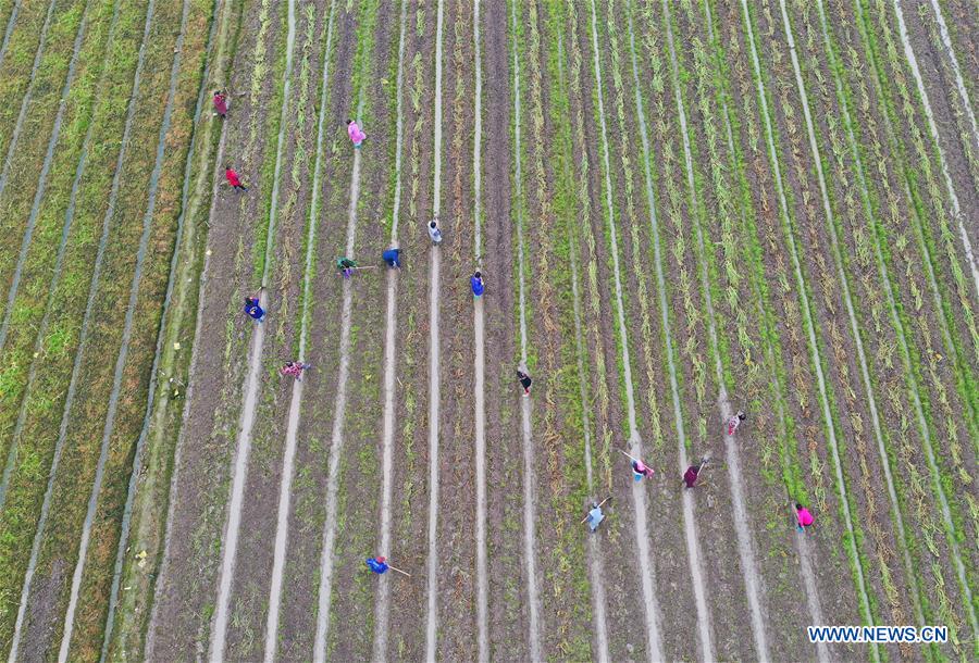 #CHINA-HUNAN-SPRING-FARMING (CN)