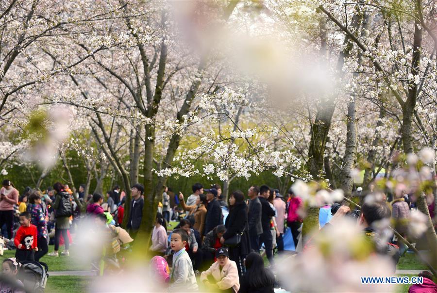 #CHINA-SPRING-CHERRY BLOSSOMS (CN)