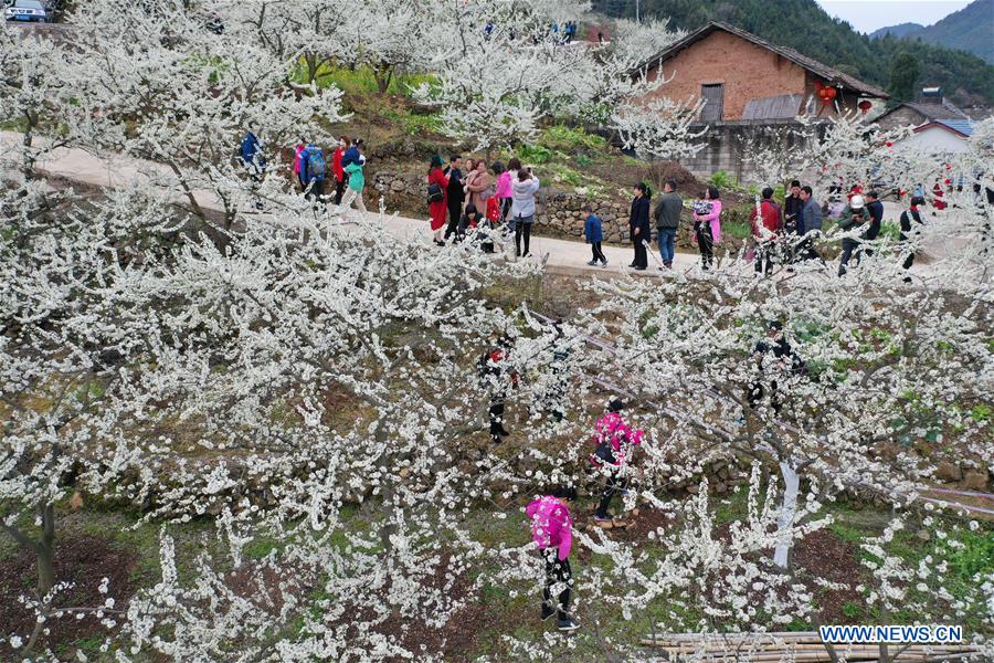 # CHINA-HUBEI-SPRING SCENERY-PLUM BLOSSOM (CN)