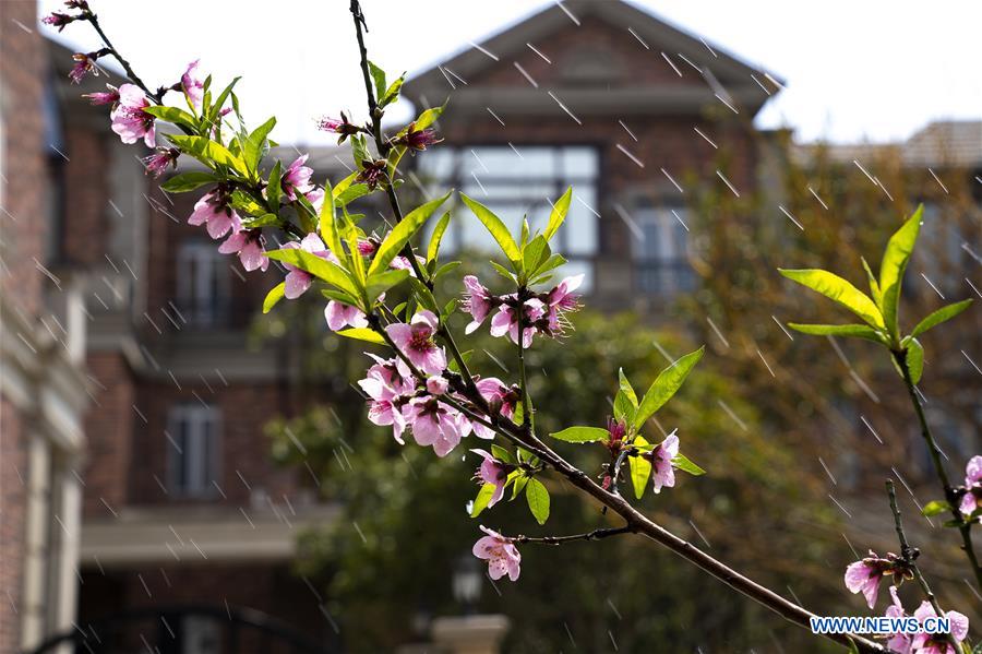 CHINA-SHANGHAI-SPRING SCENERY-BLOSSOMS (CN)