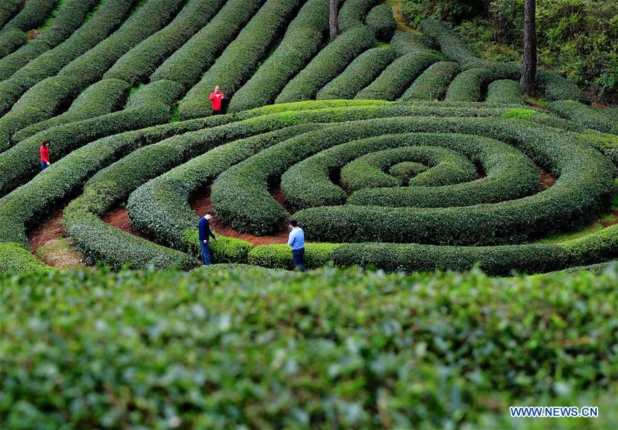 CHINA-FUJIAN-WUYISHAN-TEA GARDEN (CN)