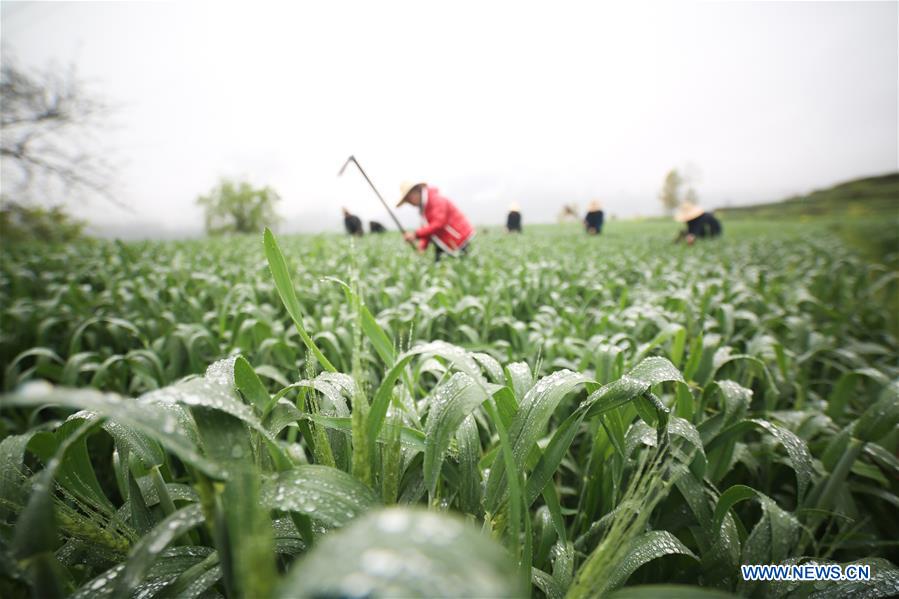 #CHINA-SPRING-FARM WORK (CN)