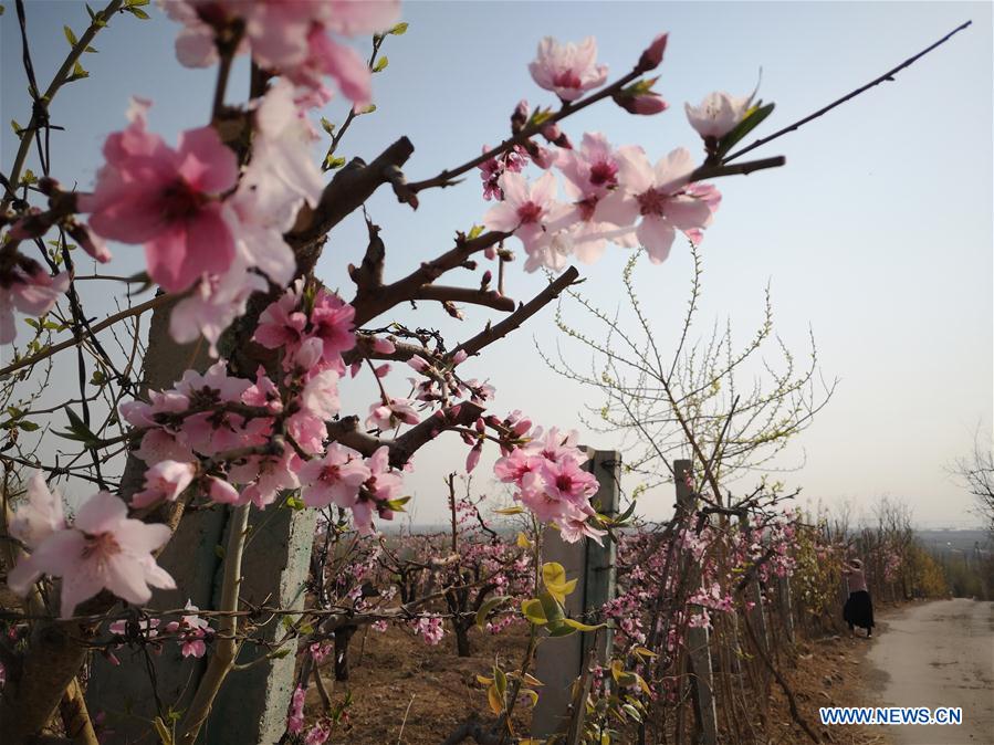 (BeijingCandid) CHINA-BEIJING-SPRING-SCENERY (CN)