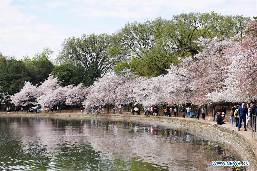 U.S.-WASHINGTON D.C.-CHERRY BLOSSOM