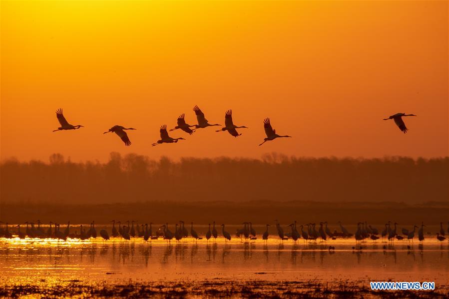 CHINA-JILIN-NATURE RESERVE-MIGRANT BIRDS (CN)