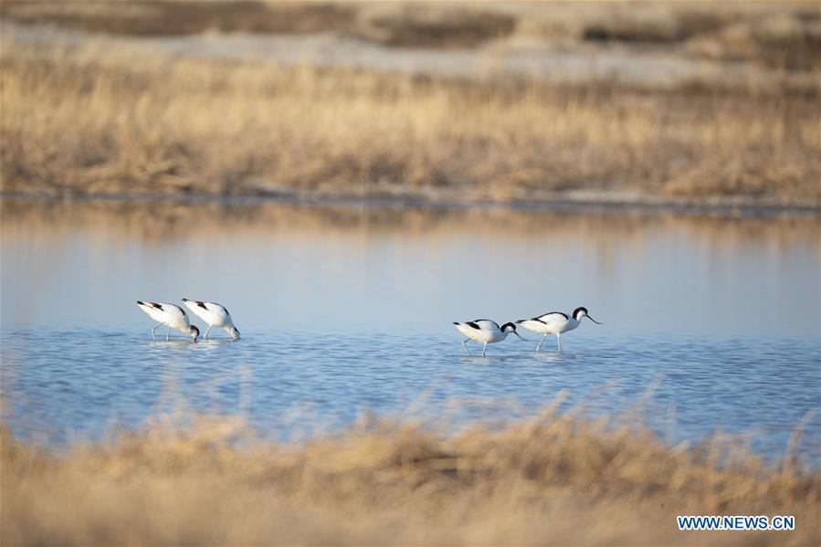 CHINA-JILIN-NATURE RESERVE-MIGRANT BIRDS (CN)